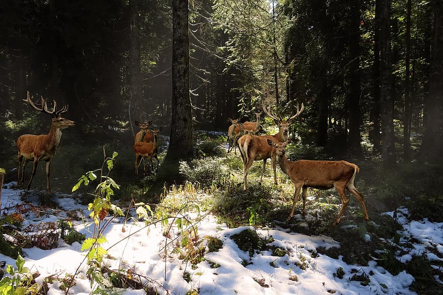 ciervo, ciervo rojo, manada, cuerno, bosque, fauna silvestre, árbol, animales en la naturaleza, nieve, hierba, temporada