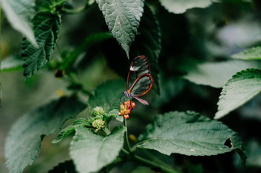 sommerfugl, natur, insekt, dyr, vinger, blomst, fargerik, vår, hage, Edelfalter, blomstre