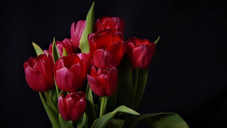 tulipaner, blomster, buket, kronblade, røde tulipaner, røde blomster, forår blomster, forår, blomstre, flor, skønhed