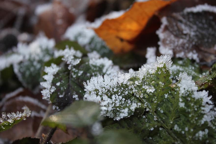 šalčio, žiemą, lapai, ledas, užšaldyti, ledo kristalai, sniegas, miško paklotė, pobūdį, Iš arti, augalų