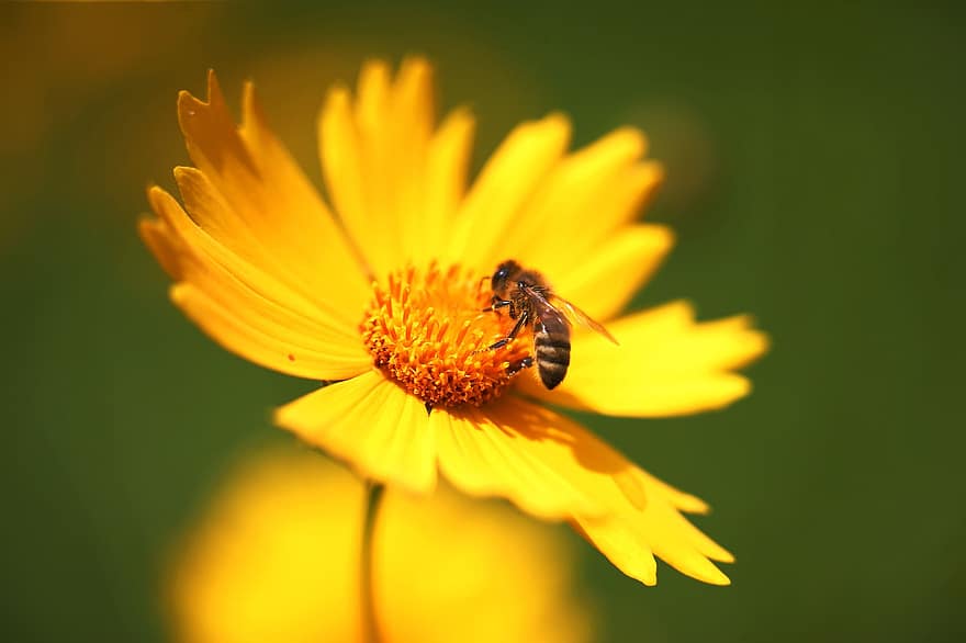 Instinktivt, gul blomma, honung