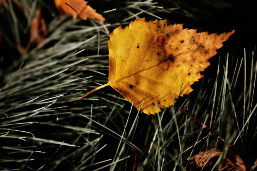Leaf, Autumn, Nature, Yellow Leaf
