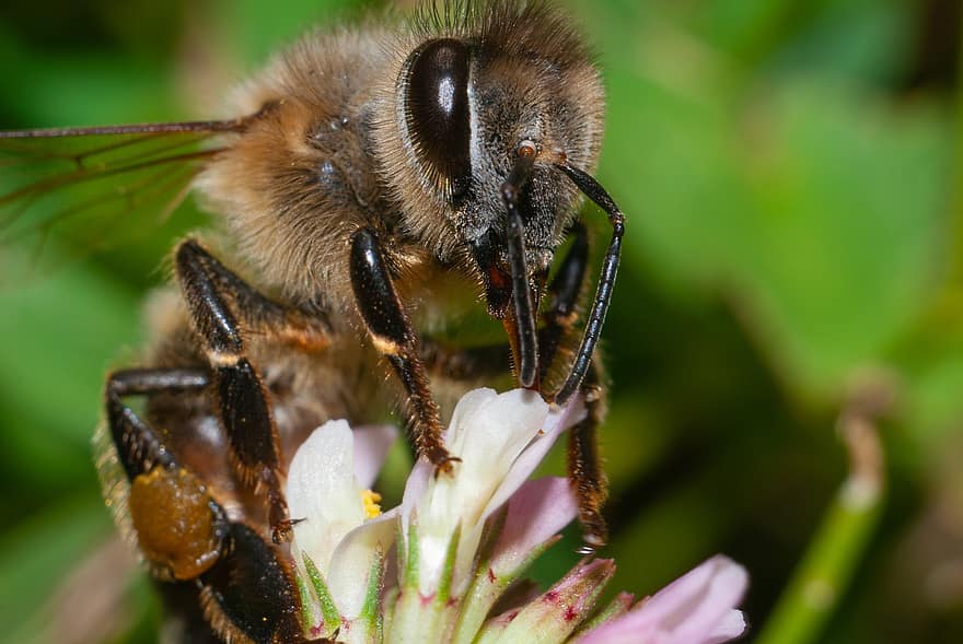 бджола, меду, комаха, природи, пилок, квітка, нектар, тварина, макрос