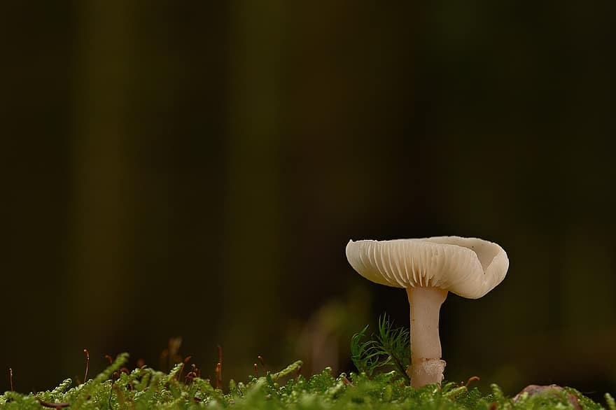houba, rostlina, muchomůrka, disk houba, mykologie, mech, les, divoký, detail, sezóna, podzim
