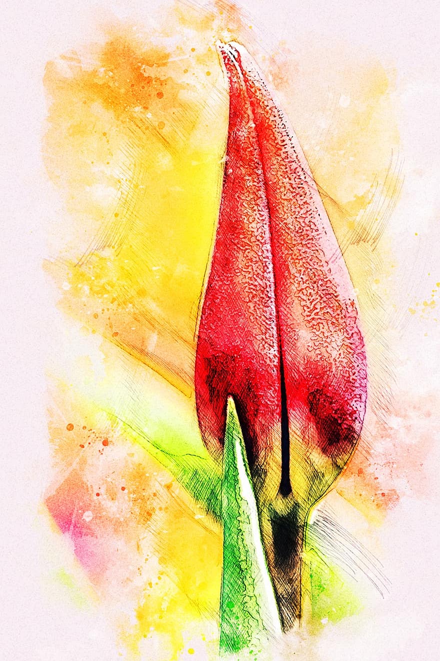 tulipa, flor, flor vermella, planta, naturalesa, flora, pintura