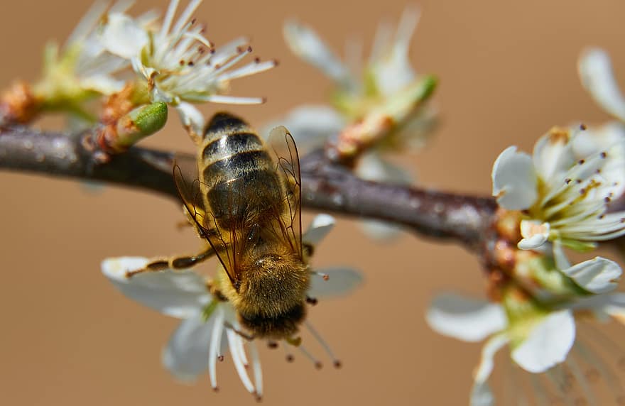 комаха, бджола, ентомологія, запилення, квітка, цвітіння, макрос, флора, медоносна бджола, природи, весна