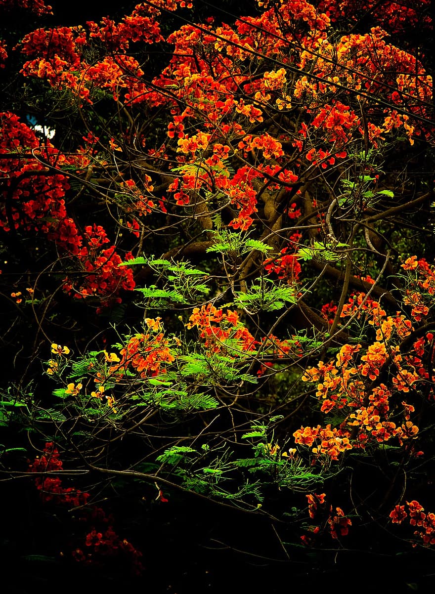 δέντρα, λουλούδια, δάσος, Δελχί, Ινδία, φύλλο, πολύχρωμα, υπόβαθρα, φυτό, δέντρο, γκρο πλαν
