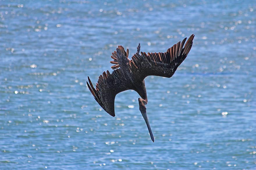 pelikan, ptak, skrzydełka, pióra, lot, polowanie, nurkowanie z nosem