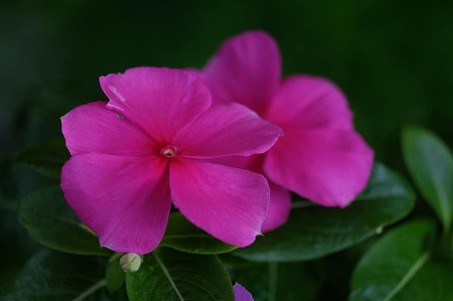 periwinkle, flower, plant, nature, close-up, leaf, petal, flower head, summer, pink color, botany