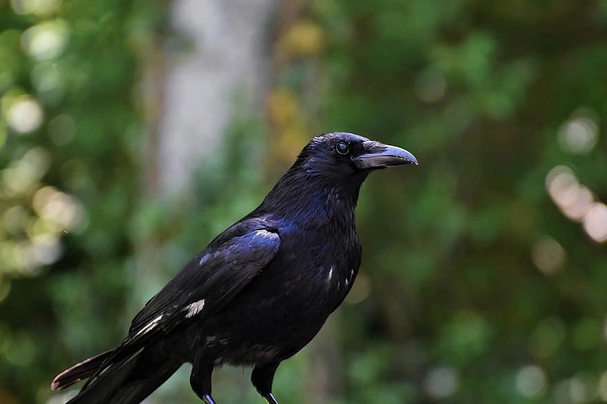 Corvo, pássaro, Western Raven, corvo do norte, corvus corax, Passaro preto, animal, animal selvagem, bico, pena, animais em estado selvagem