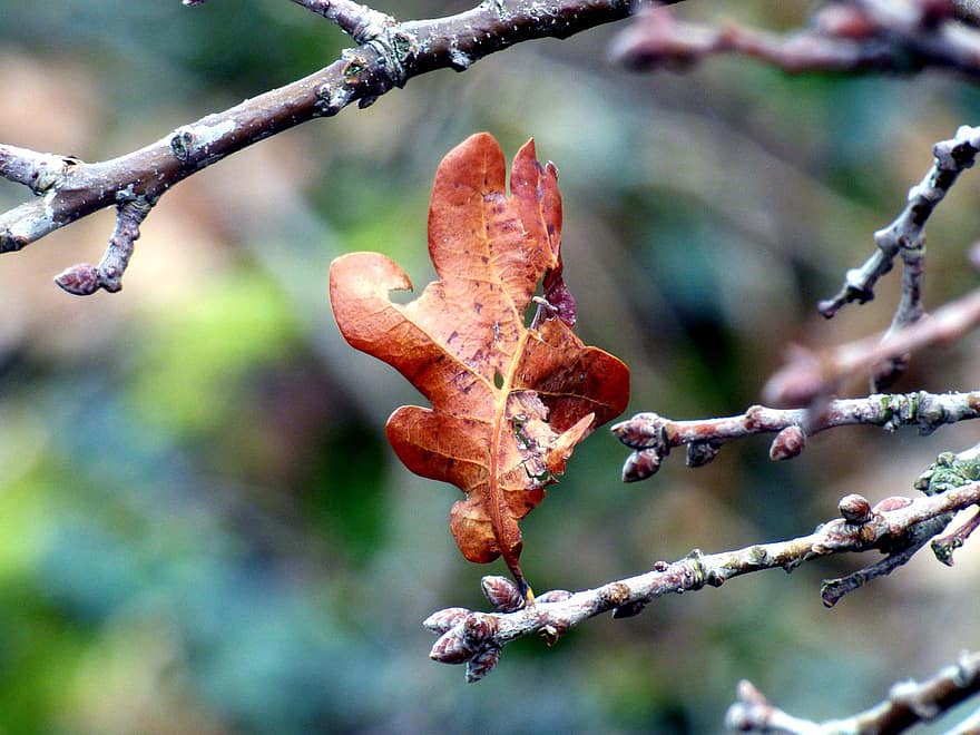Leaf, Branch, Withered, Dry Leaf, Dried Leaf, Tree, Nature
