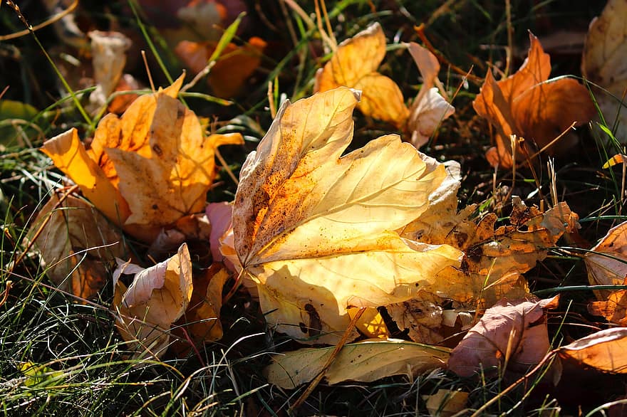 lapas, zaļumi, rudenī, kritums, brūnas lapas, sausas lapas, mežs, raksturs, zemes, meža grīdas