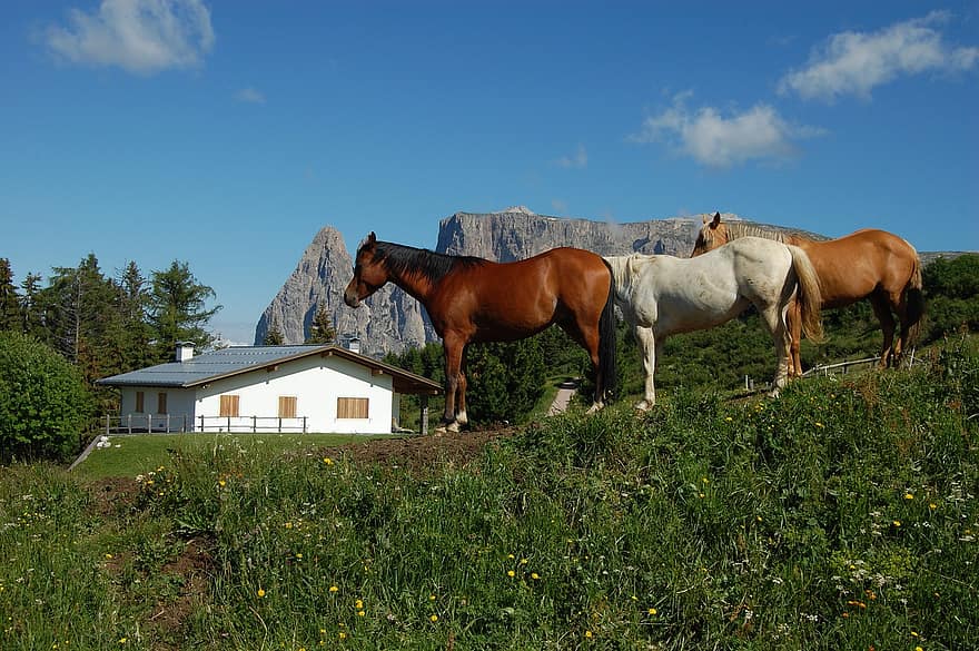 thú vật, ngựa, động vật có vú, loài, động vật, cảnh nông thôn, nông trại, con ngựa, đồng cỏ, cỏ, mùa hè