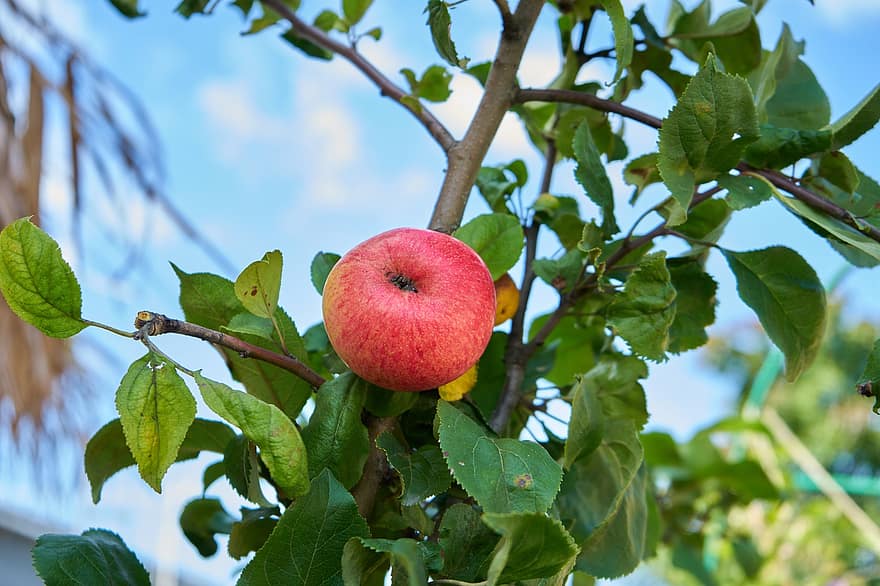 manzana, árbol de manzana, Fruta, jardín