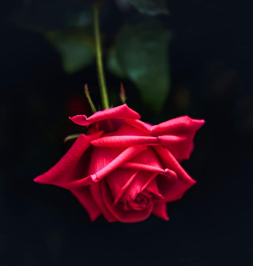 τριαντάφυλλο, λουλούδι, κόκκινο τριαντάφυλλο, αυξήθηκε ανθίζει, πέταλα, πέταλα τριαντάφυλλου, ανθίζω, άνθος, χλωρίδα, φύση