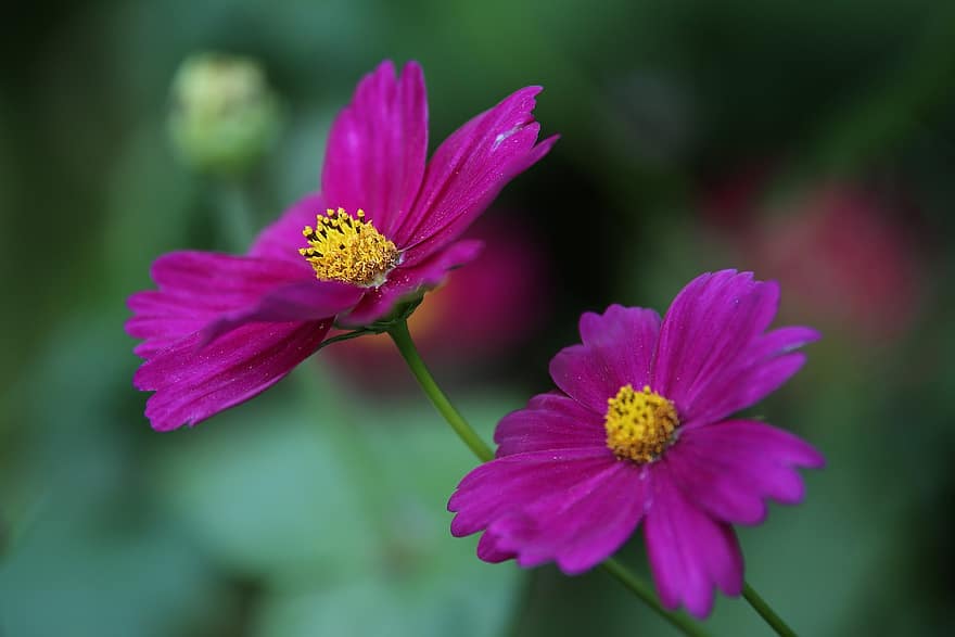 cosmos flori, Violet Cosmos, flori, a inflori, inflori, floră, plantă, petale, natură, grădină, floare violetă