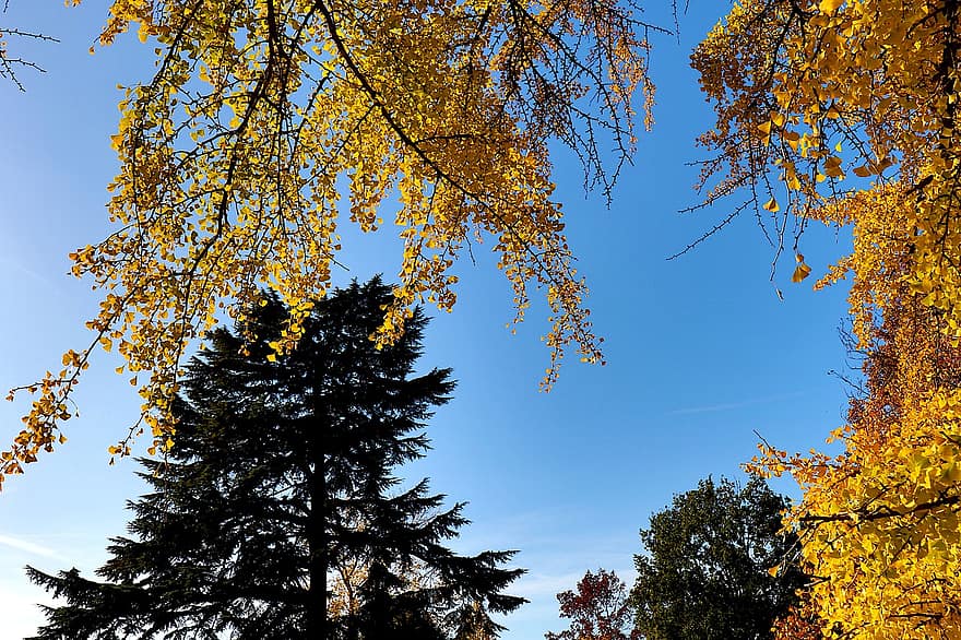은행 나무, 메이든 헤르츠 트리, 나무, 가을, 가을 시즌, 자연