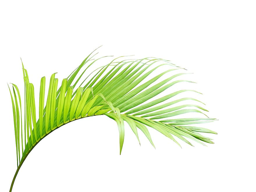 palmu, lapas, zaļa, tropu, vasarā, augu, tekstūra, raksturs, eksotiski, koks, kokosriekstu