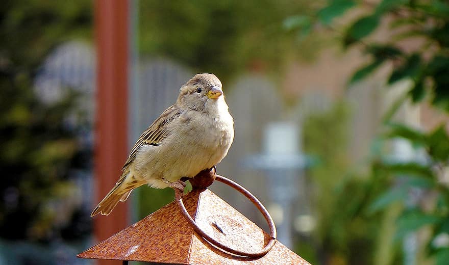 Sparrow, Bird, Animal, Perched, Wildlife, Nature