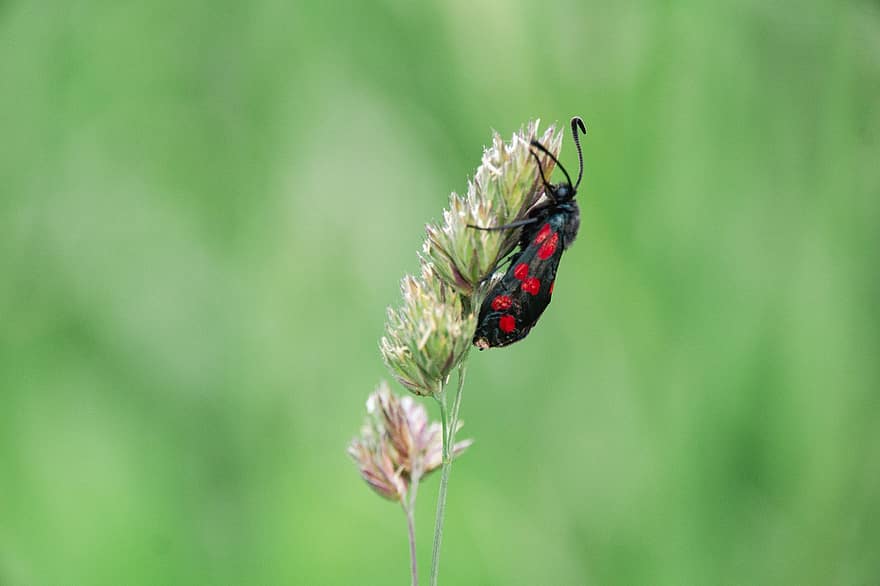 Moth, Insect, Grass, Meadow, Nature, Close Up