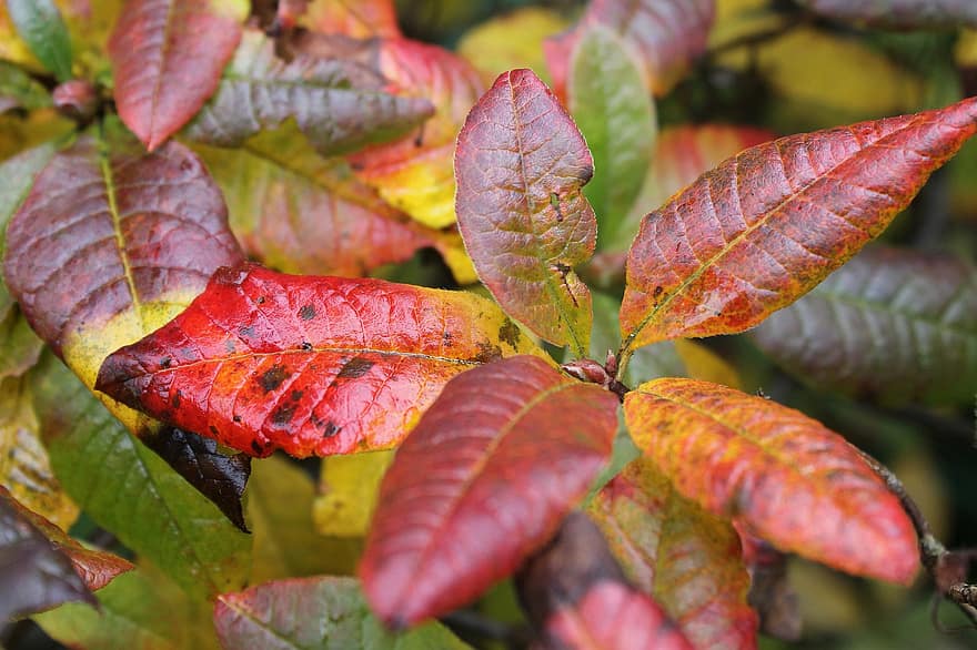 листа, есен, есенни цветове, есенни листа, растение, градина, листо, жълт, сезон, многоцветни, едър план