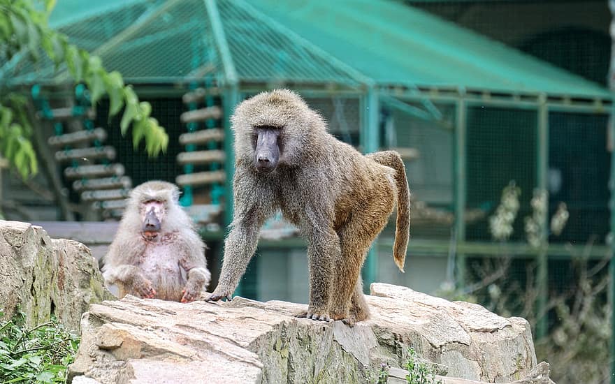 macacos, rochas, mamífero, rabo, relaxante, animal, jardim zoológico