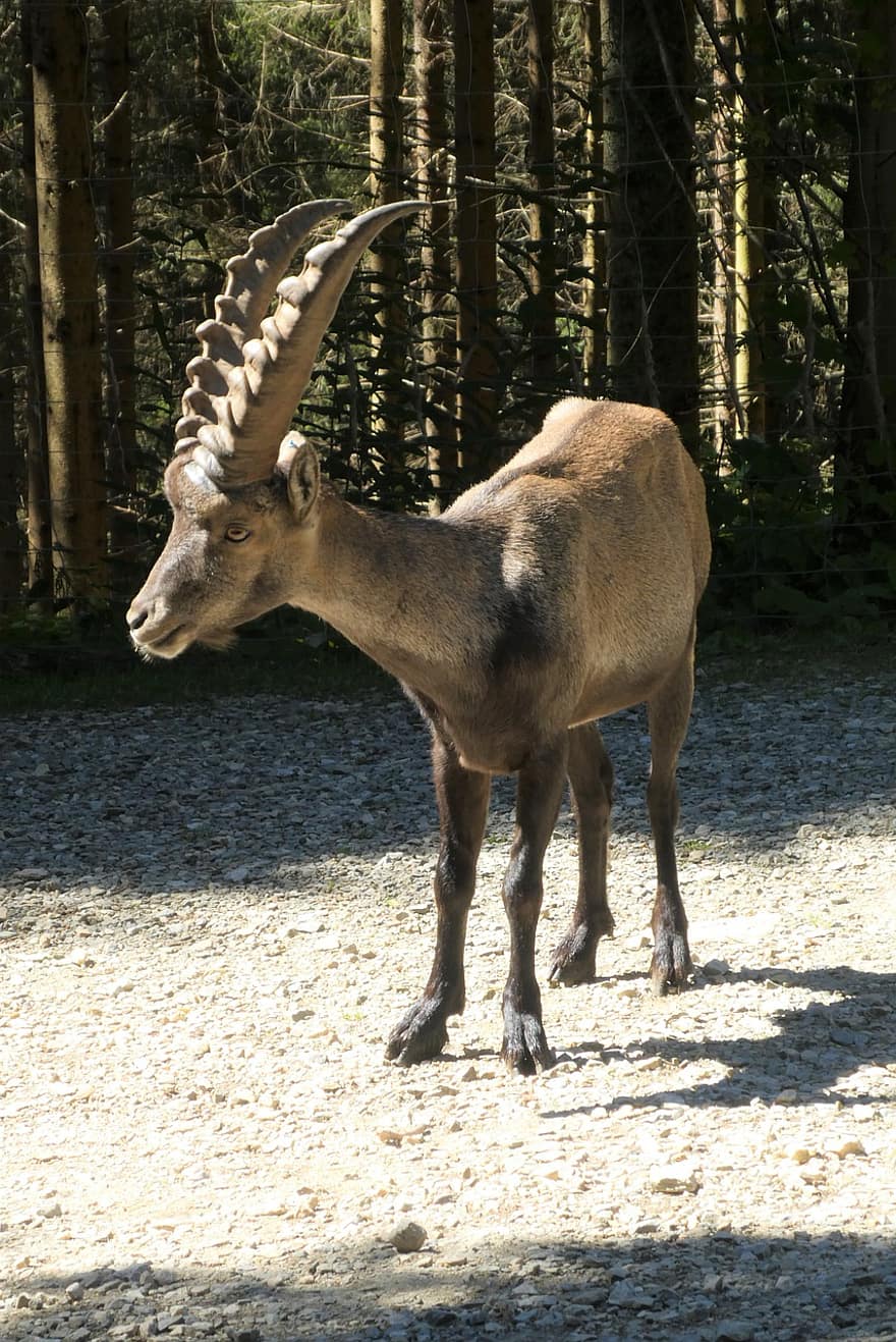 Alppien ibex, steinbock, Kauris, luonto, Alpit, Itävalta, Mautern, Villiltä Vuorelta, eläinpuisto, eläintarha, nisäkäs