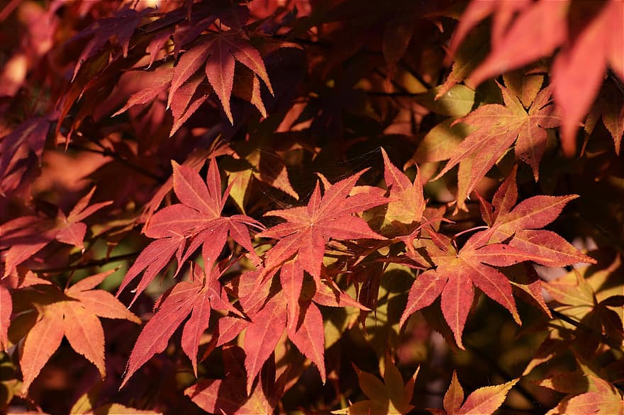 もみじ、秋、葉、紅葉、秋の季節、落葉、森林