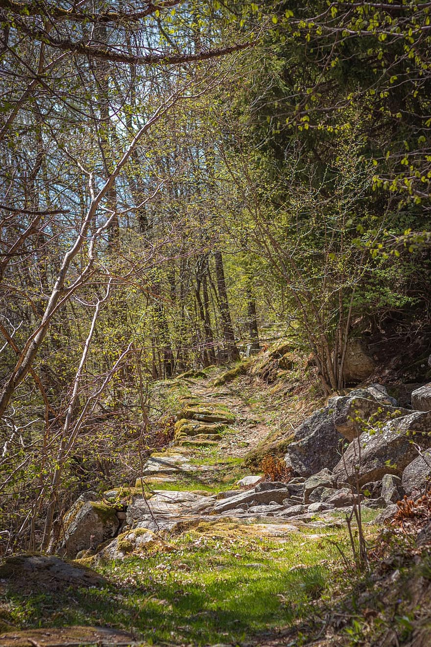 Mountain, Forest, Path, Trees, Woods, Trail, Pathway, Rocks, Landscape, Nature, Alps