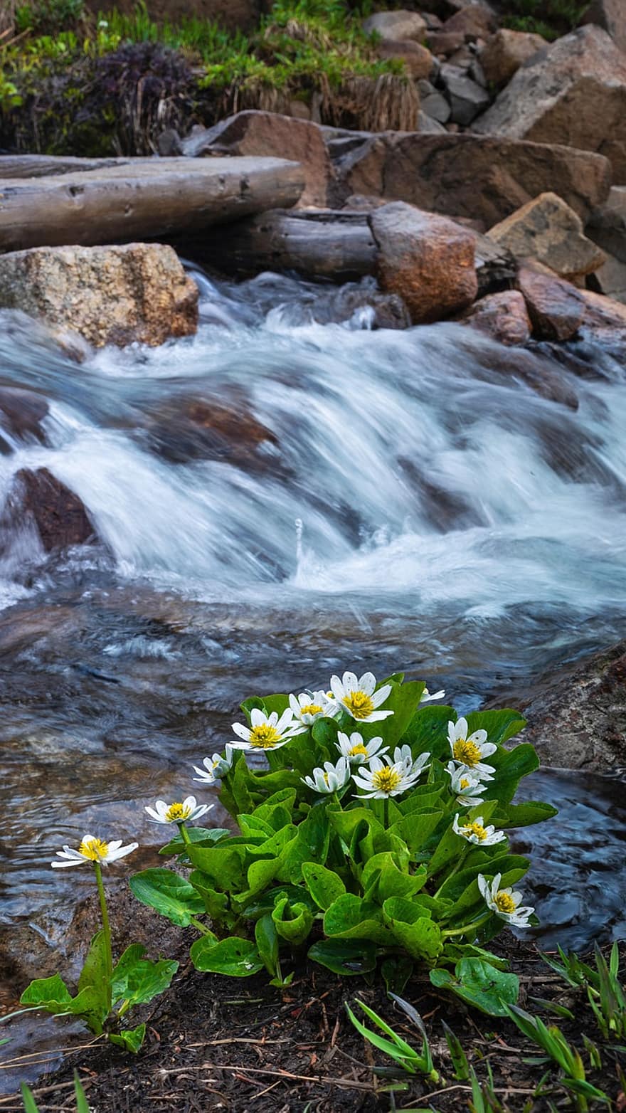поток, гора, высокогорный, природа, летом, весна, водопад, цветы, воды, натуральный, цвести