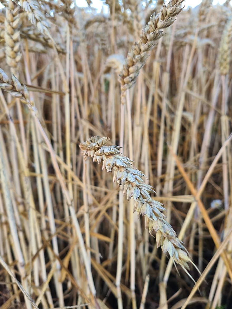 пшениця, поле, зерна, урожай, жито, злакові, золотий, сільський, ячмінь, природи, солома
