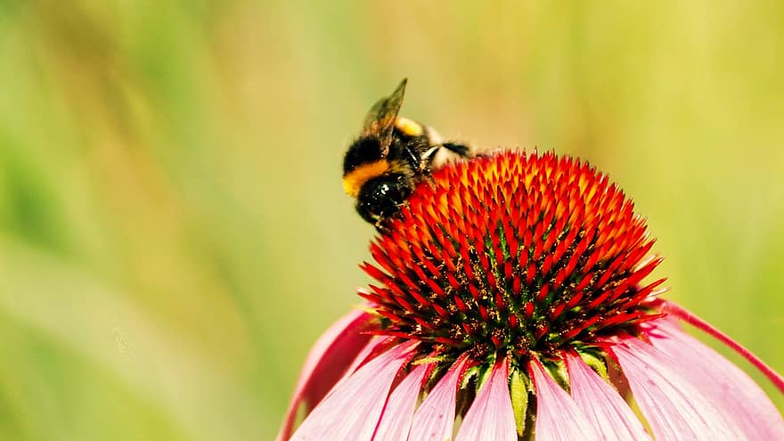 蜂、昆虫、コーンフラワー、バンブルビー、動物、蜜、花、工場、春、庭園、自然