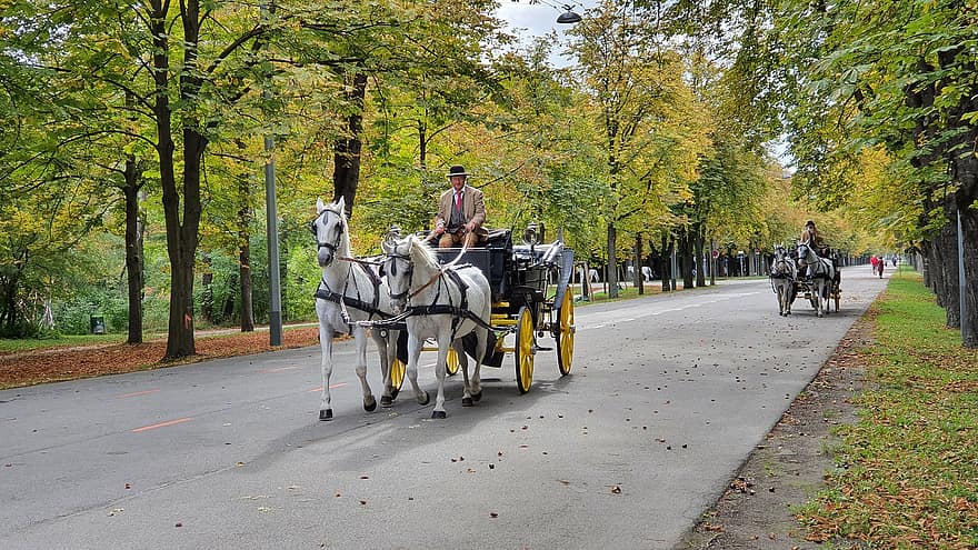 Bécs, távolsági busz, lovas kocsi, Ló vontatta jármű, park, lovak