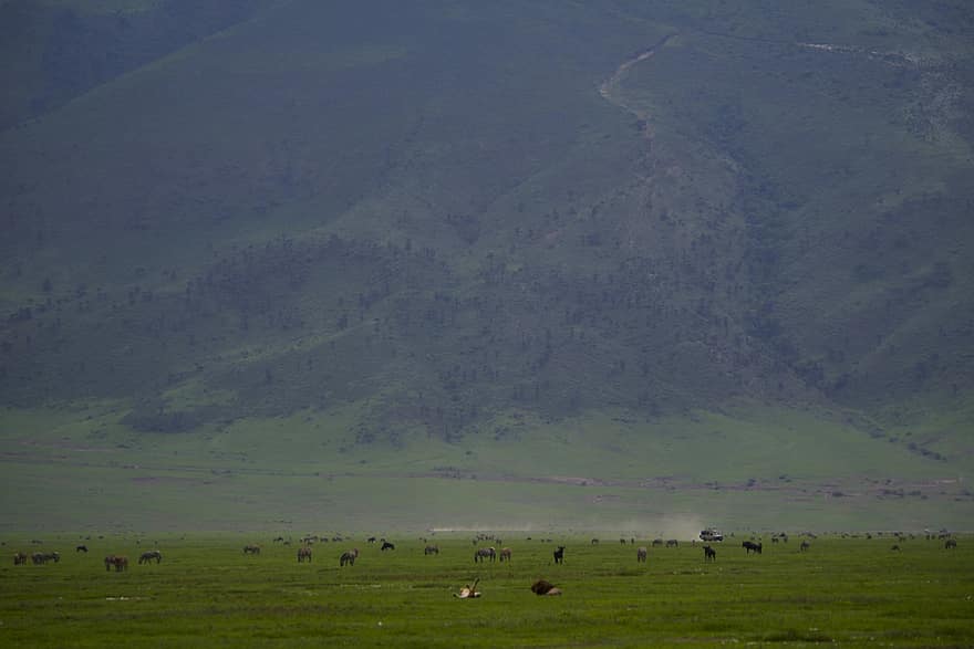 berg-, dieren, safari, ngorongoro krater, dieren in het wild, leeuwen, wildebeest, toerisme, wildernis, natuur, landschap
