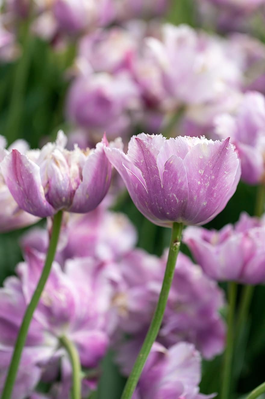 fleur, tulipe pourpre, pétales, Saison des tulipes, printemps, vert, violet, flore, jardin, plante, tête de fleur