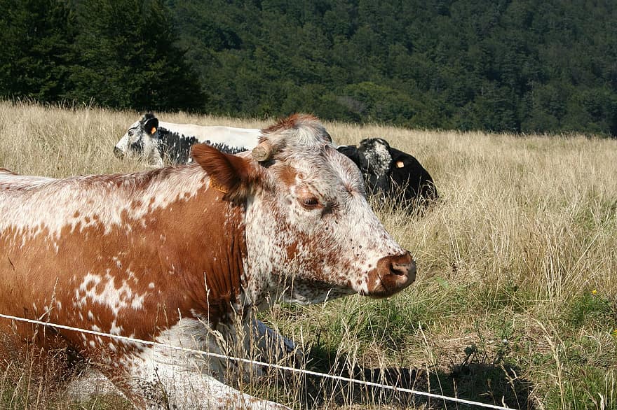 Kühe, Rinder, Tiere, Rinder-, Vieh, Säugetiere, Bauernhof, ländlich, Landwirtschaft, Landschaft, Nutztiere
