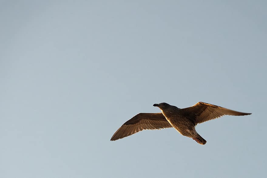 Bird, Seagull, Feathers, Flight, Sky, flying, animals in the wild, beak, feather, blue, one animal