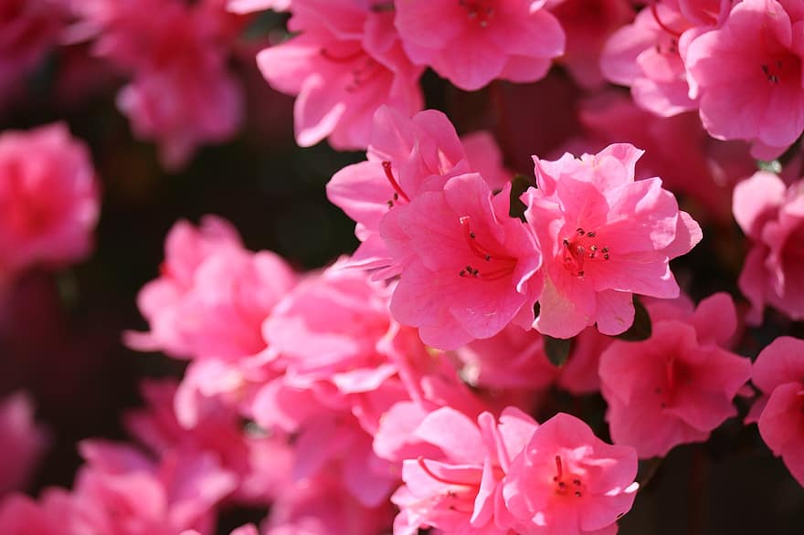 azalea, bunga-bunga merah muda, bunga-bunga, berkembang, musim semi, kelopak, benang sari, putik, alam, taman, merapatkan