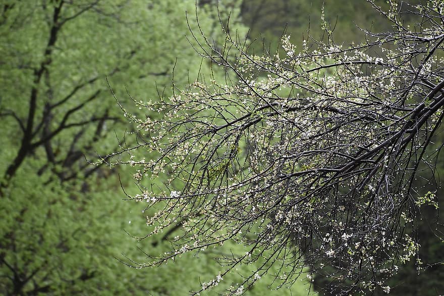 Branches, Wet, Drops, Nature, tree, branch, forest, leaf, plant, green color, springtime