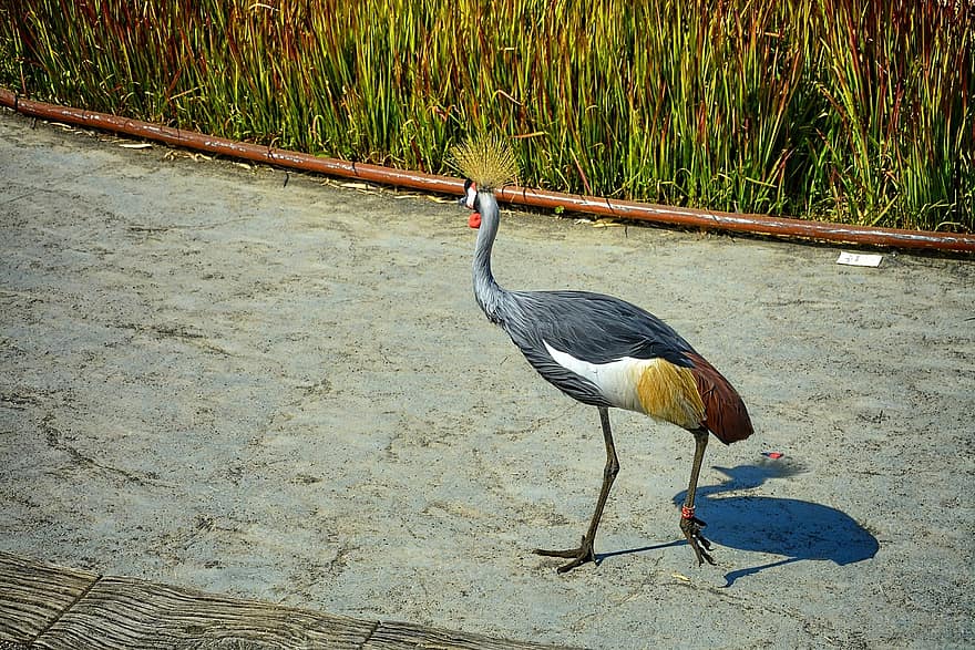 Crowned Crane, Bird, Animal, Gray Crowned Crane, African Crowned Crane, Wildlife, Plumage, Nature, feather, beak, animals in the wild