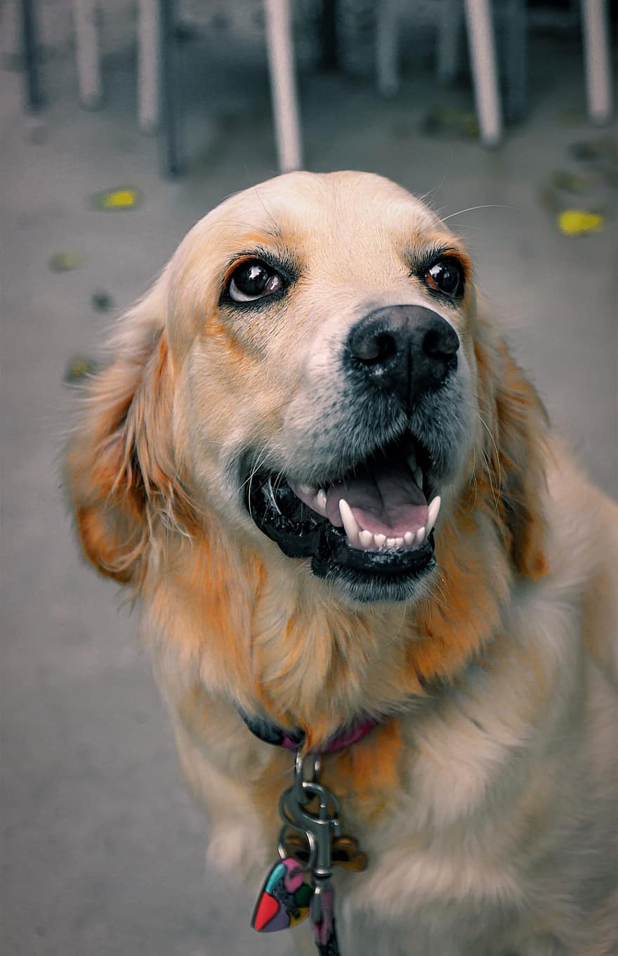 jenis anjing Golden Retriever, anjing, membelai, hewan, anak anjing, hewan peliharaan, imut, anjing trah, binatang lokal, retriever, mencari