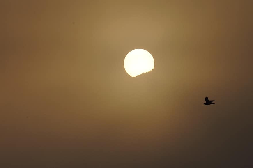 svítání, pták, slunce, venku