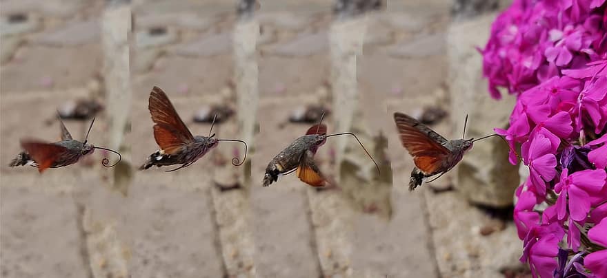 drugelis, hummingbird hawk-moth, pakimba, sparnai, bagažinė, pašaras, nektaras, gėlės, rožinis, Skrydžio skaidymas