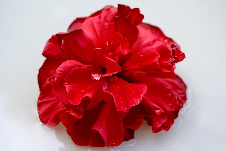 Rosa, flor, Rocío, mojado, gotas de rocío, planta, Rosa roja, flor roja, pétalos, floración, reflexión
