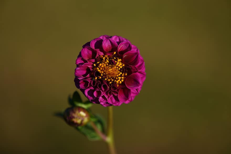 Dahlia, Purple, Blossom