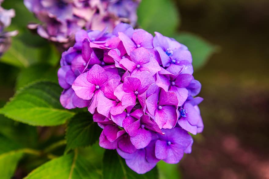 hortensiat, violetti, kukat, purppura hydrangeas, violetit kukat, terälehdet, violetit terälehdet, kukinta, kukka, kasvisto, Kukkien