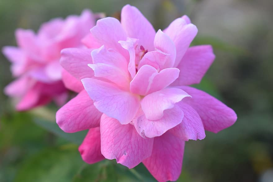 Azaleas, Flowers, Pink Flowers, Petals, Pink Petals, Bloom, Blossom, Flora, Plants, close-up, plant