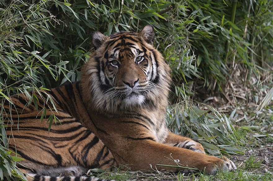 tiger, dyr, Zoo, kødædende, rovdyr, pattedyr, stor kat, vildt dyr, dyreliv, fauna, ødemark