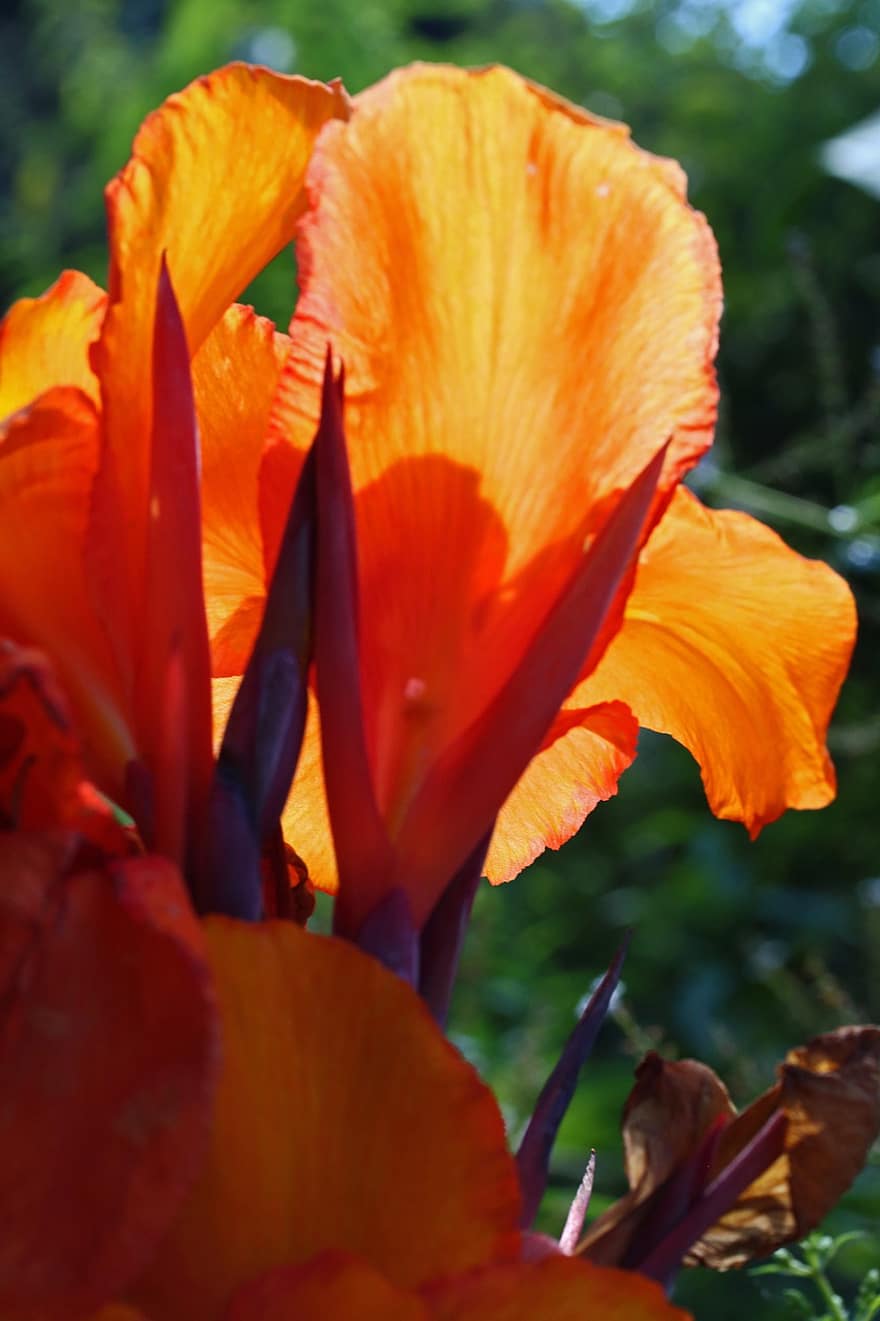 Canna Lily, Blume, orange Lilie, Blütenblätter, orange Blütenblätter, blühen, Flora, Natur