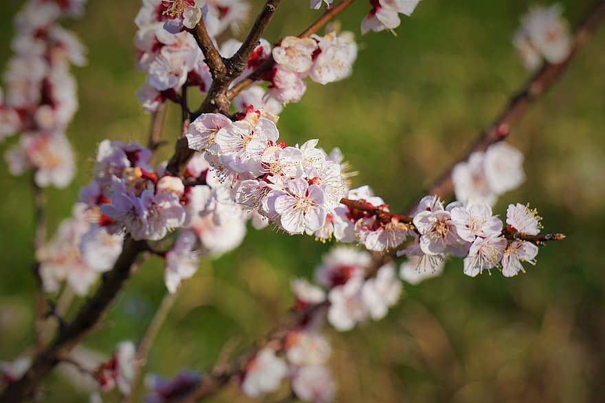 Blumen, Sakura, Kirschblüte, Baum, Blütenstand, blühen, Blumenzucht, Gartenbau, Botanik, Natur, Japan